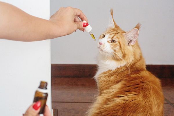 CBD a zwierzęta – czy warto podawać kotom olejek CBD?