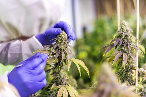Olejki CBD - naturalne wsparcie w walce z rakiem